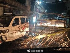上海300多株倒伏树木一夜清零 绿化市容队伍高效处置[推荐]