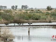 新疆兵团沙区治沙增收两相宜 生态与经济双赢路径[推荐]