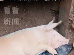 陕西“猪坚强”被埋36天挖出时瘦脱相 奇迹生还引发关注[推荐]