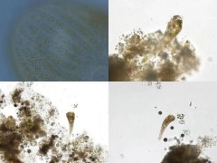 全球新物种“九江喇叭虫”被发现 丰富生物多样性[推荐]