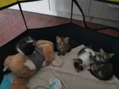 小猫寄养五天以为主人不要它了 猫咪的世界里离别从来都是此生不见[推荐]