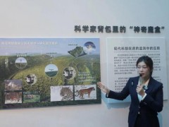 东北虎一生只做三件事 揭秘生存日常[推荐]